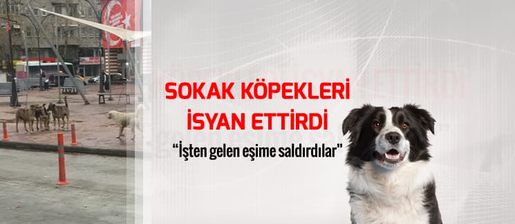 Sokak köpekleri isyan ettirdi