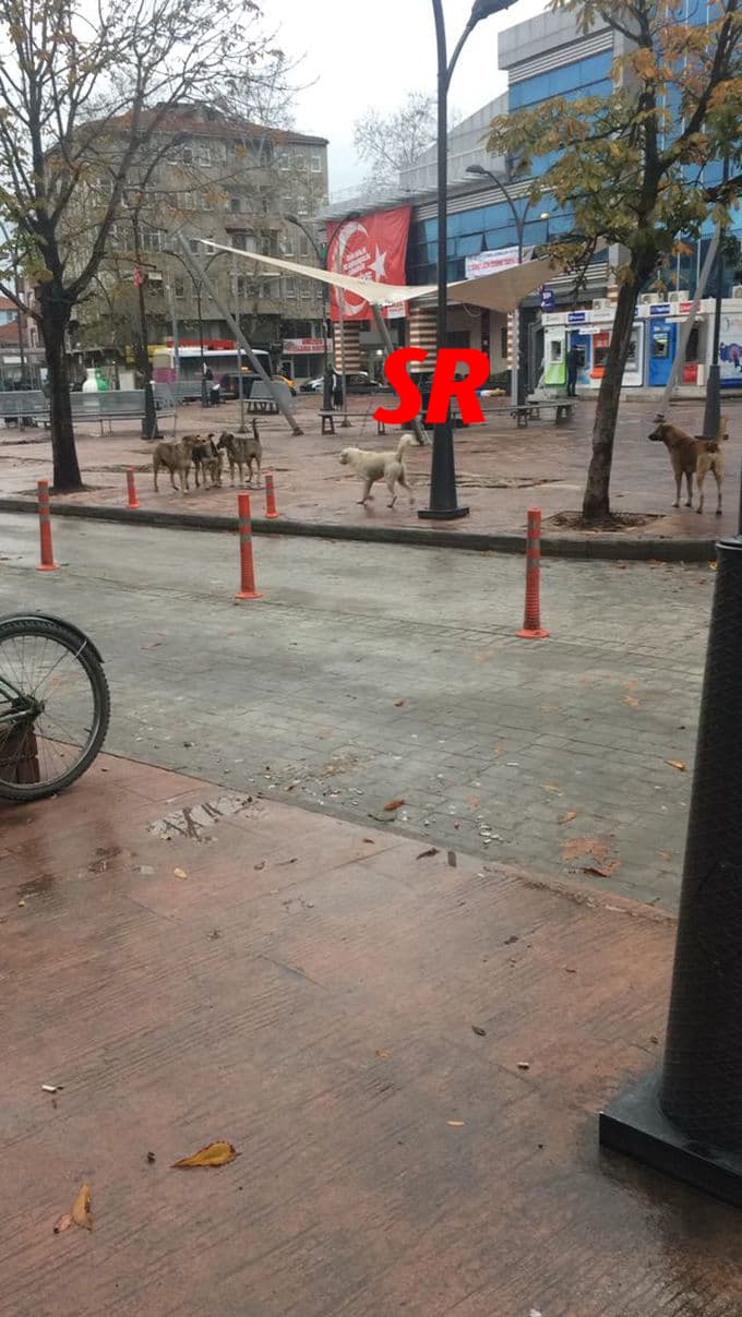 Sokak köpekleri isyan ettirdi
