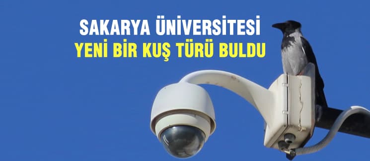 SAÜ, yeni bir kuş türü buldu
