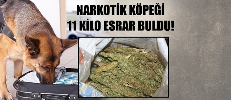 Narkotik köpeği 11 kilo esrar buldu!