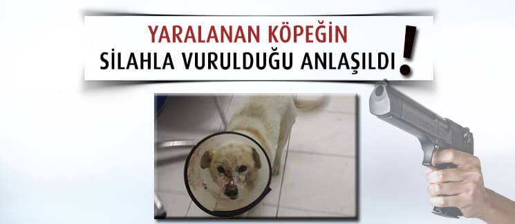 Kafasından vurulan köpek, hayata tutunmayı başardı