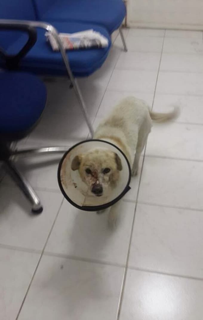 Kafasından vurulan köpek, hayata tutunmayı başardı