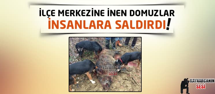 İlçe merkezine inen domuzlar insanlara saldırdı!