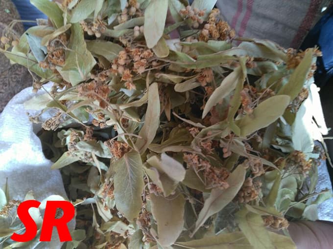 Ihlamur fiyatları altınla yarışıyor