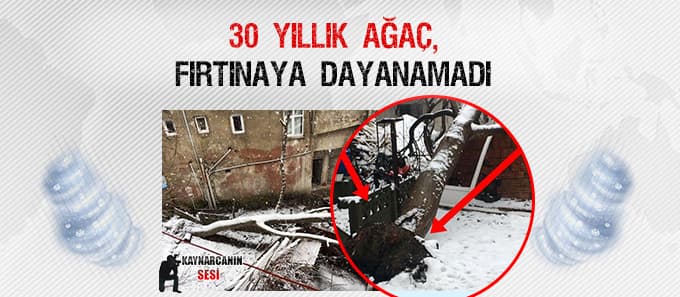 30 yıllık ağaç fırtınaya dayanamadı