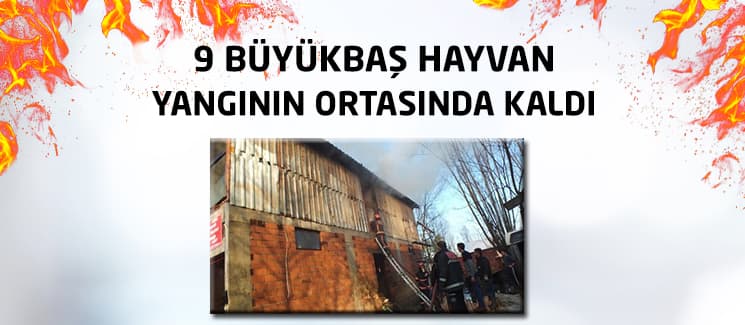 9 büyükbaş hayvan yangının ortasında kaldı