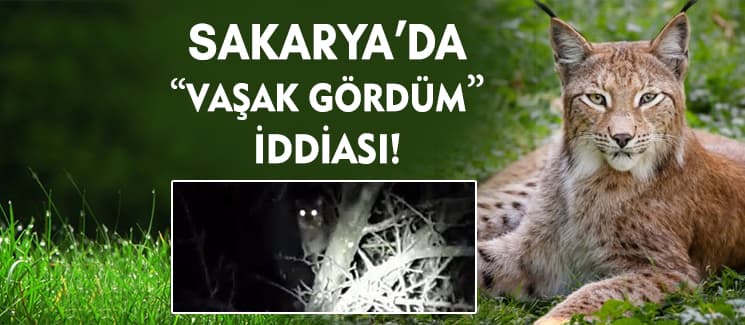 Sakarya'da 'Vaşak gördüm' iddiası