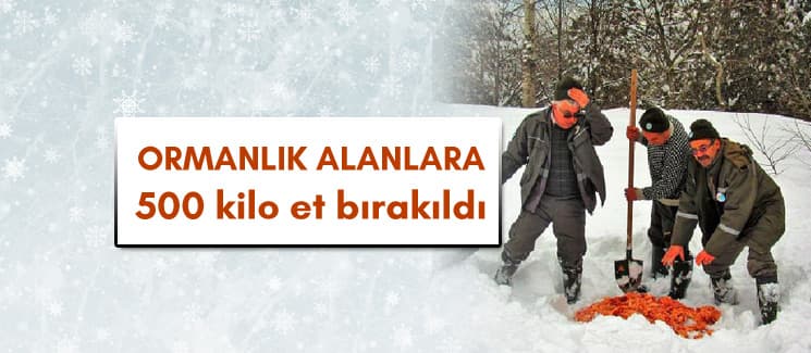 Ormanlık alanlara 500 kilo et bırakıldı