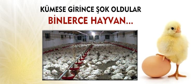 Binlerce hayvan telef oldu