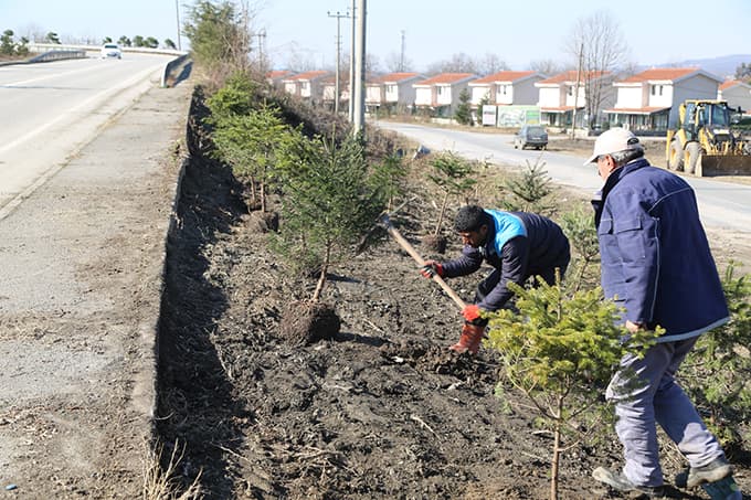 Sapanca yeşilleniyor
