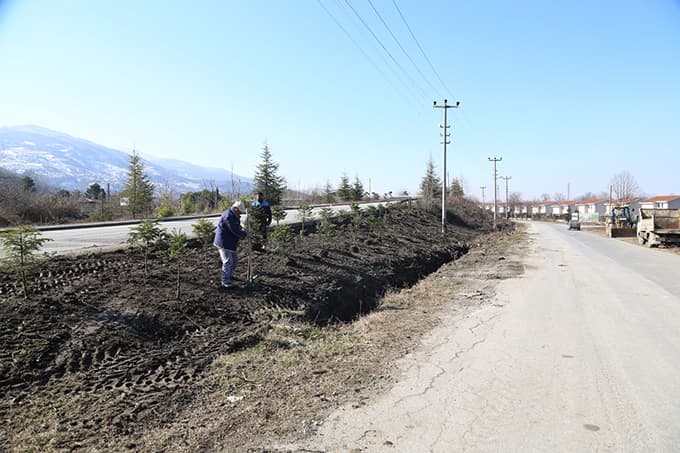 Sapanca yeşilleniyor