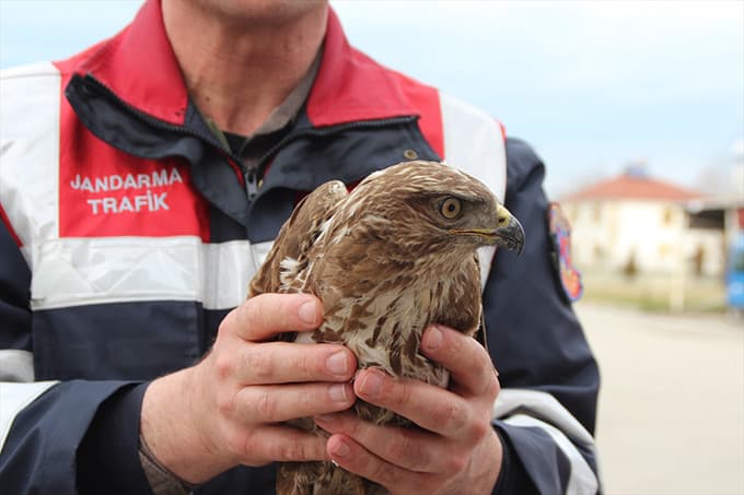 Jandarmanın bulduğu yaralı şahin tedavi altına alındı