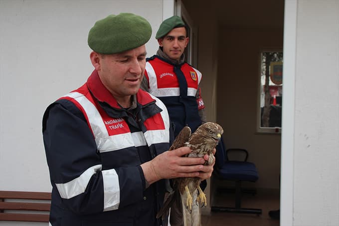 Jandarmanın bulduğu yaralı şahin tedavi altına alındı
