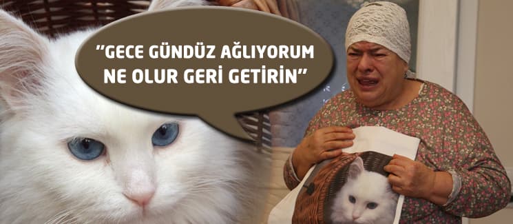 <p><strong><font face="arial,helvetica,sans-serif" size="2">&quot;Yatağı orada, gece uyanıyorum; boş&quot;</font></strong></p><p><font face="arial,helvetica,sans-serif" size="2">Duygularını g&ouml;zyaşları i&ccedil;inde anlatan&nbsp;Pekolun, &ccedil;ok sevdiği   kedisinin kızının bankaya gideceği sırada sepetinden d&uuml;şerek ka&ccedil;tığını,   1,5 saat aramalarına rağmen g&ouml;zden kaybolduğunu s&ouml;yledi.&nbsp;</font></p><p><font face="arial,helvetica,sans-serif" size="2">Pamuk'u   &ccedil;ok aradıklarını, orada bir evden ş&uuml;phelendiklerini fakat bir sonu&ccedil;   alamadıklarını ifade eden Pekolun, &quot;Ekim ayından beri Pamuk yok. 7   yıldır bizimleydi, yavruydu. &Ccedil;ok g&uuml;zel mavi g&ouml;zleri, uzun t&uuml;yleri vardı,   bembeyazdı. Kulağı sağırdı. &Ccedil;ok seviyordum. Gece g&uuml;nd&uuml;z ağlıyorum.&quot;   diye konuştu.&nbsp;</font></p><p><font face="arial,helvetica,sans-serif" size="2">Şu ana kadar hi&ccedil;bir ip ucu bulamadıklarını ifade eden Nurten Pekolun, kızının da onun y&uuml;z&uuml;nden hasta olduğunu belirtti.&nbsp;</font></p><font face="arial,helvetica,sans-serif" size="2">&quot;Hi&ccedil;birimizin   hali kalmadı.&quot; diyen Pekolun, &quot;Yokluğuna alışamıyorum. Kocam &ouml;ld&uuml;,   annem &ouml;ld&uuml;, babam &ouml;ld&uuml; ama bu yok, diri diri yok oldu. Ne yapayım   bilmiyorum. Mahkemelere bile gittik, savcılara kadar &ccedil;ıktık, polislere   gittik, hi&ccedil;bir &ccedil;aresi yok. Unutamıyorum, unutsam &ccedil;ok iyi bir şey ama   unutamıyorum &ccedil;&uuml;nk&uuml; diri diri yok oldu. Elini vicdanına koysun alan, onu   geri versin.&quot; ifadelerini kullandı. </font>
