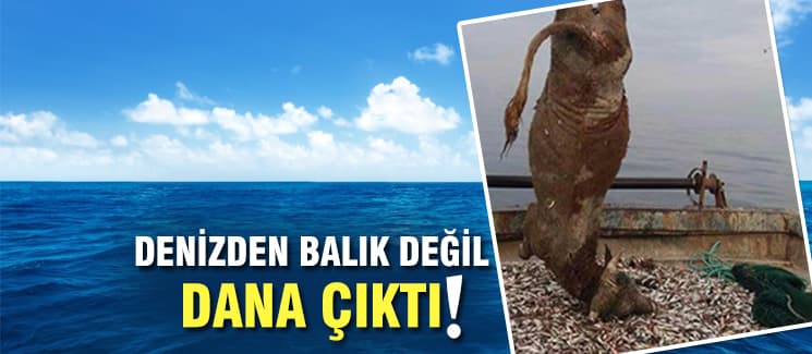 Denizden balık değil, dana çıktı!