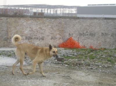 Etrafı Başı Boş Köpekler Sardı