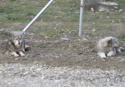 Etrafı Başı Boş Köpekler Sardı