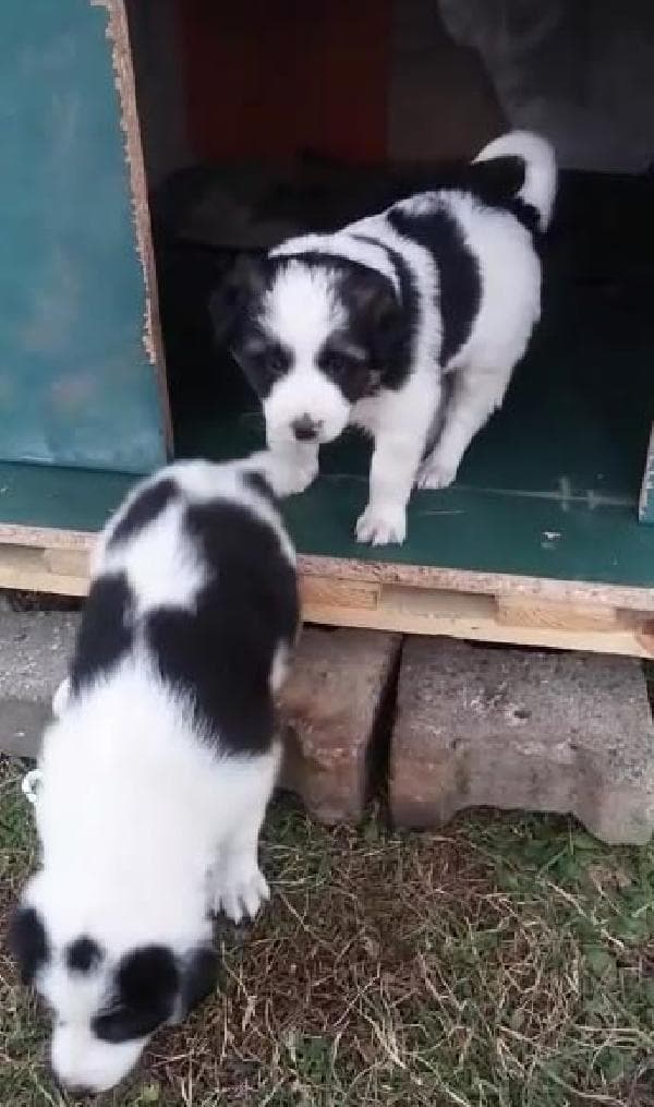 Çocuklar istedi, öğrenciler yaptı