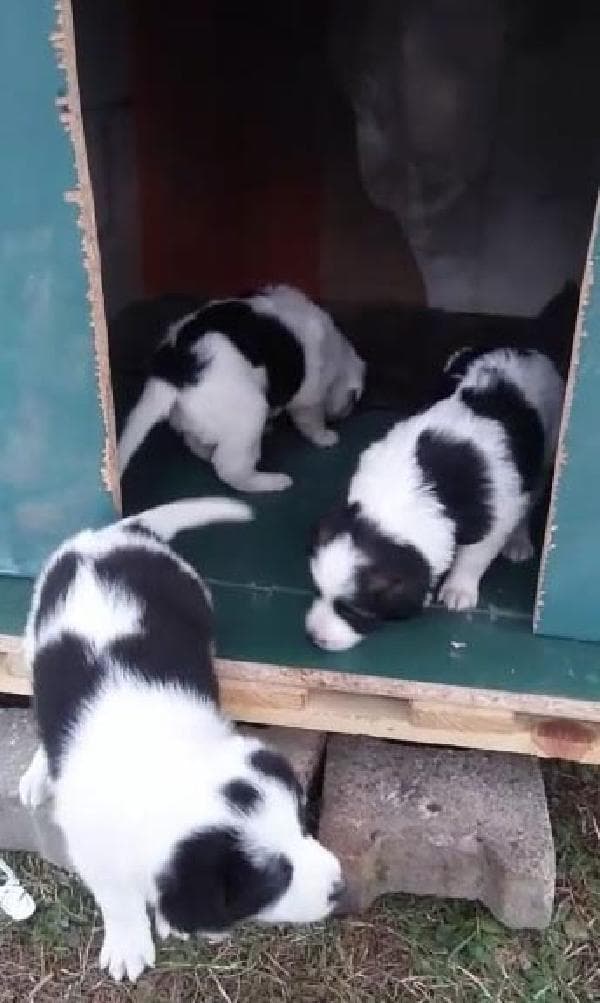 Çocuklar istedi, öğrenciler yaptı