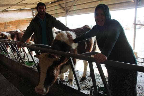 Sakarya'daki genç çiftçilere Şili'den damızlık düve