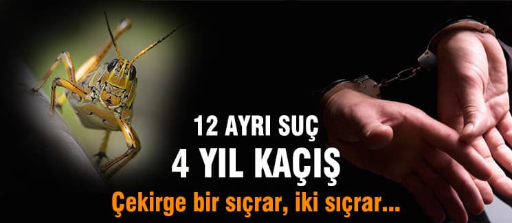 Çekirge bir sıçrar, iki sıçrar...