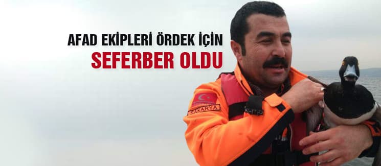 Bu kez de ördek için seferber oldular