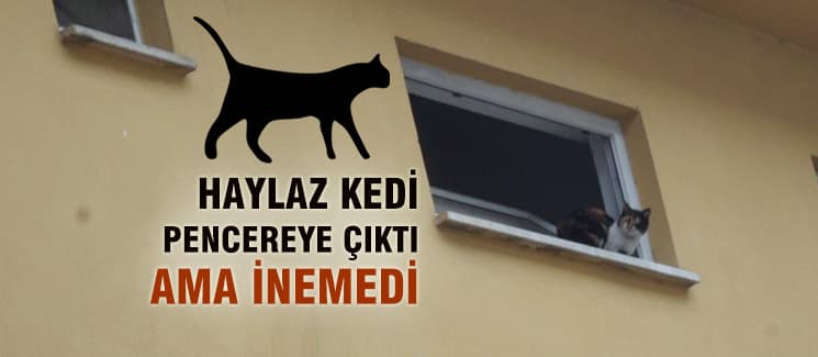 Binanın penceresine çıktı ama inemedi