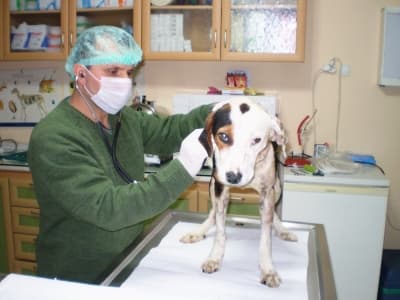 Şah Damarı Kopan Köpek, Hayırseverleri Alarma Geçirdi