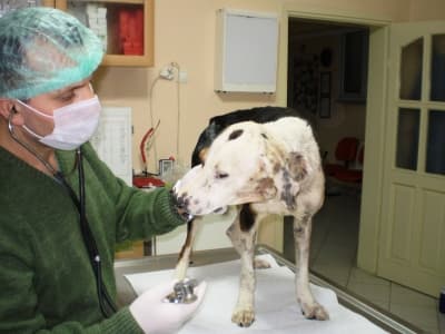 Şah Damarı Kopan Köpek, Hayırseverleri Alarma Geçirdi