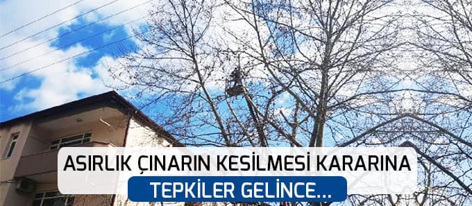 Asırlık çınarın kesilmesine tepkiler gelince...