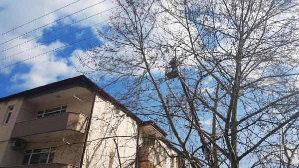 Asırlık çınarın kesilmesine tepkiler gelince...