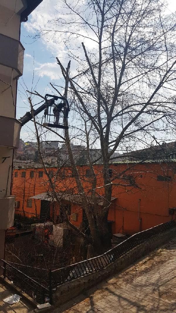 Asırlık çınarın kesilmesine tepkiler gelince...