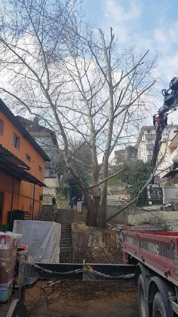 Asırlık çınarın kesilmesine tepkiler gelince...
