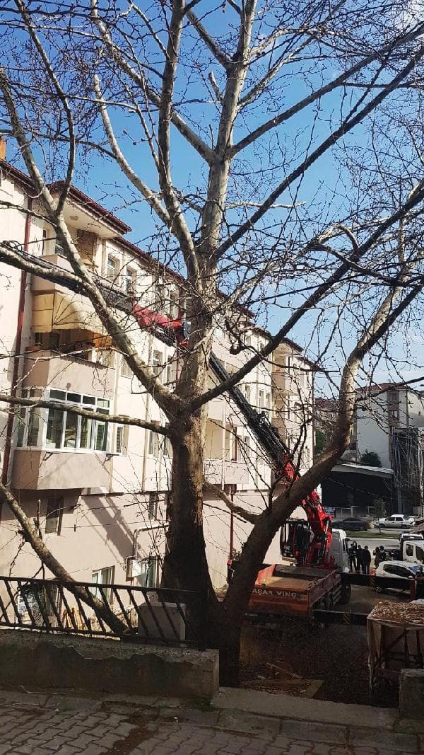 Asırlık çınarın kesilmesine tepkiler gelince...