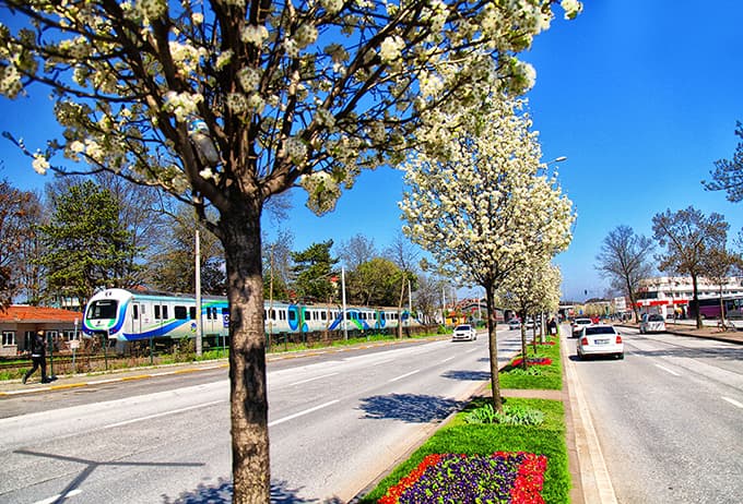 Sakarya'da Lale Şenliği başlıyor