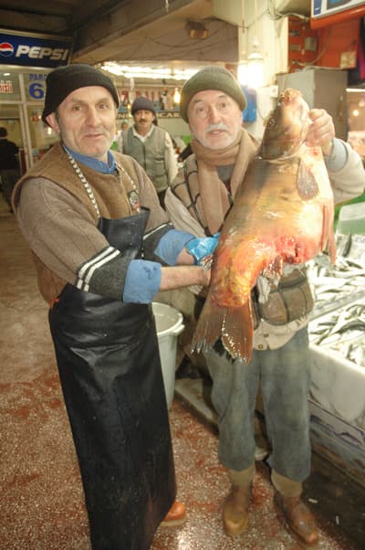 Bu Balığı Görenler Hayretler İçinde Kaldı