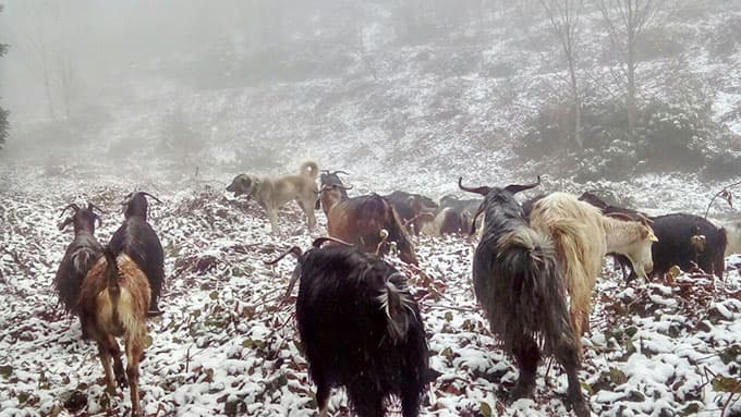 Nisan ortasında kar yağışı