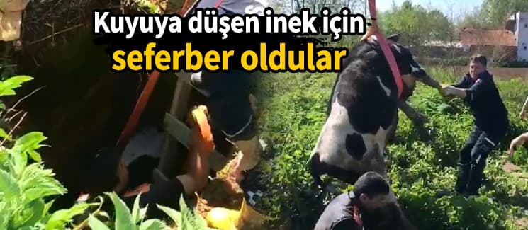 Tarlada otlayan inek, kuyuya düştü