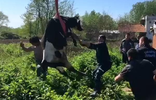 Tarlada otlayan inek, kuyuya düştü