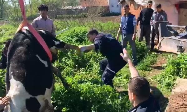 Tarlada otlayan inek, kuyuya düştü