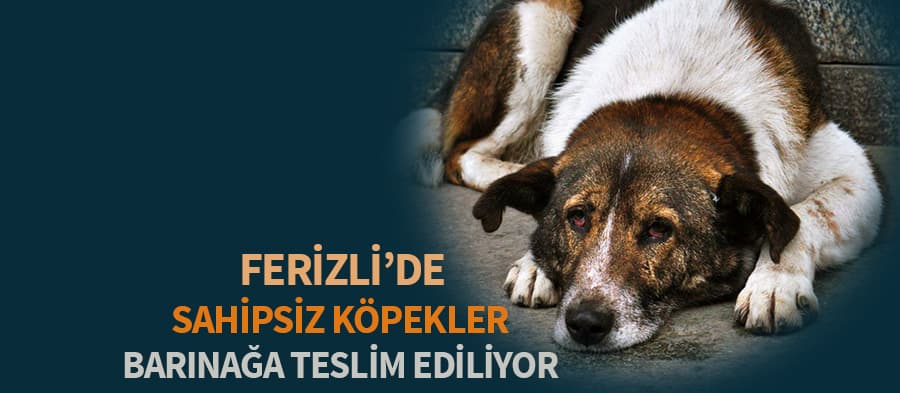 Ferizli'deki başıboş köpekler bakımevine teslim ediliyor