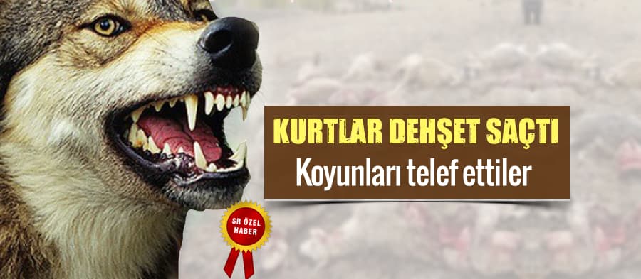 Kurtlar, koyun sürüsüne saldırdı