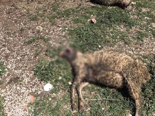 Kurtlar, koyun sürüsüne saldırdı