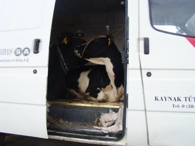 Hayvan Hırsızları Kıskıvrak Ele Geçirildi