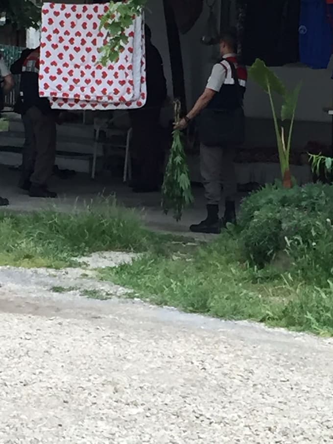 7 bin kök kenevir ele geçirildi