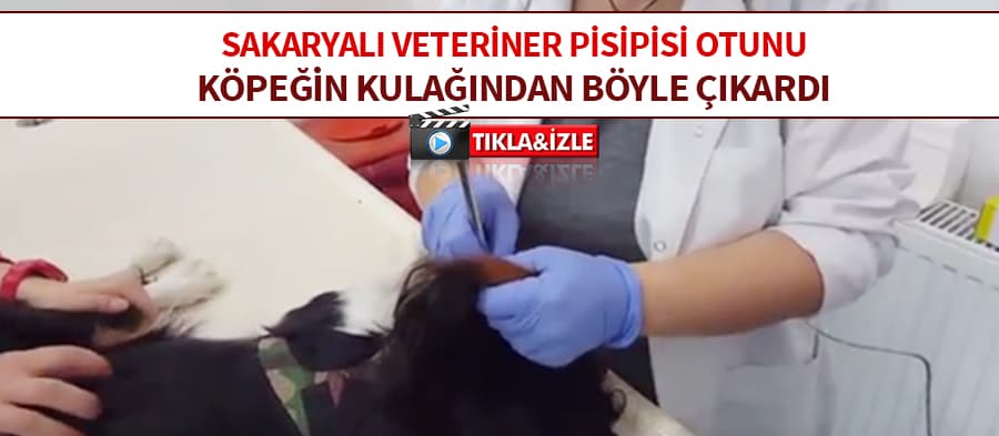 Pisipisi otunu köpeğin kulağından böyle çıkardı