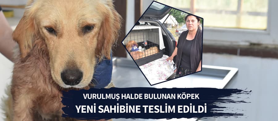 Yaralı köpek, İstanbul'dan gelen hayvansevere teslim edildi