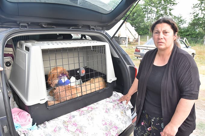 Yaralı köpek, İstanbul'dan gelen hayvansevere teslim edildi