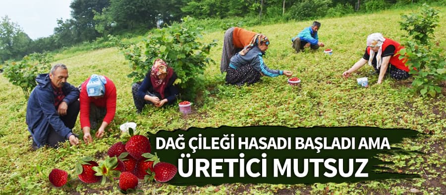 Hendek'te dağ çileği hasadı başladı