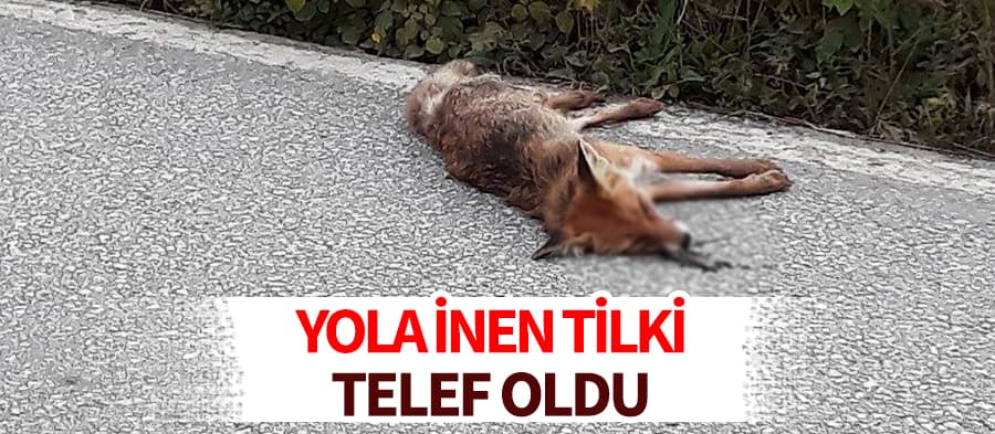 Yola inen tilki telef oldu